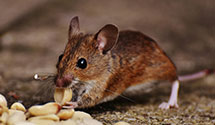 24 Hour & Emergency Exterminators in Dexterville, WI